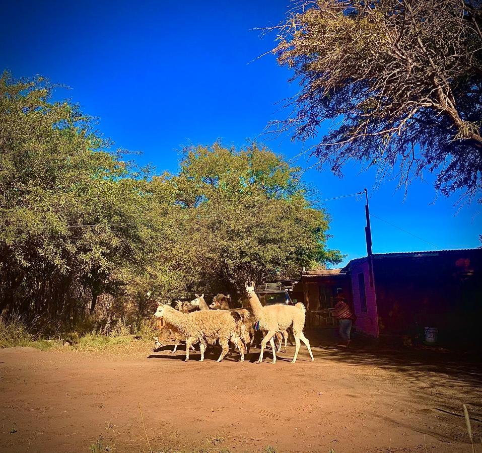 サン・ペドロ・デ・アタカマ Suri Atacama - Eco H&Tゲストハウス エクステリア 写真